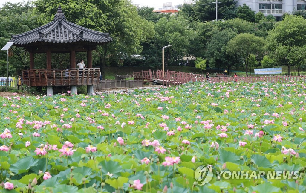 장마 중에 핀 연꽃