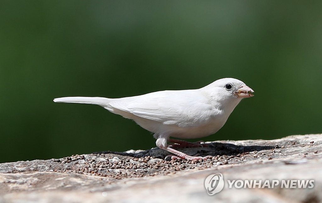 사람이 둔 모이 쪼아 먹는 흰 참새