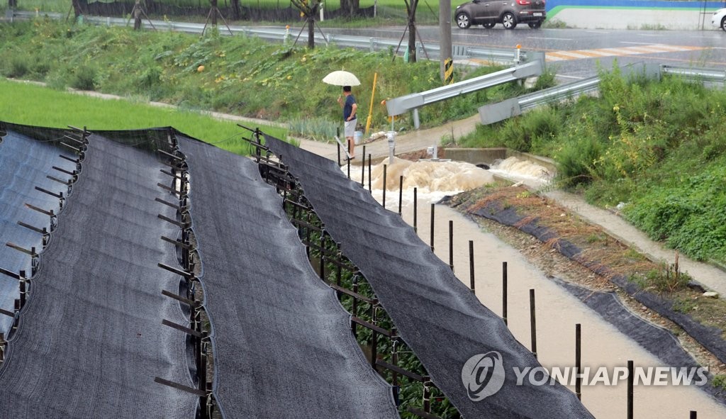 인삼밭도 물에 잠겨