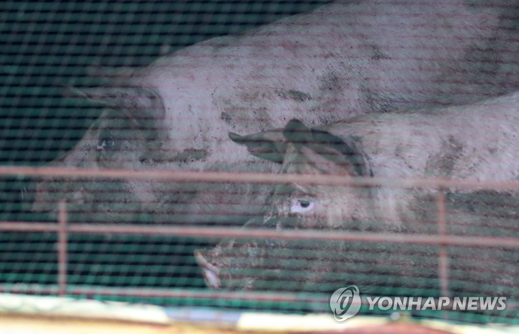 ASF 사태 1년…우리 밖이 궁금해