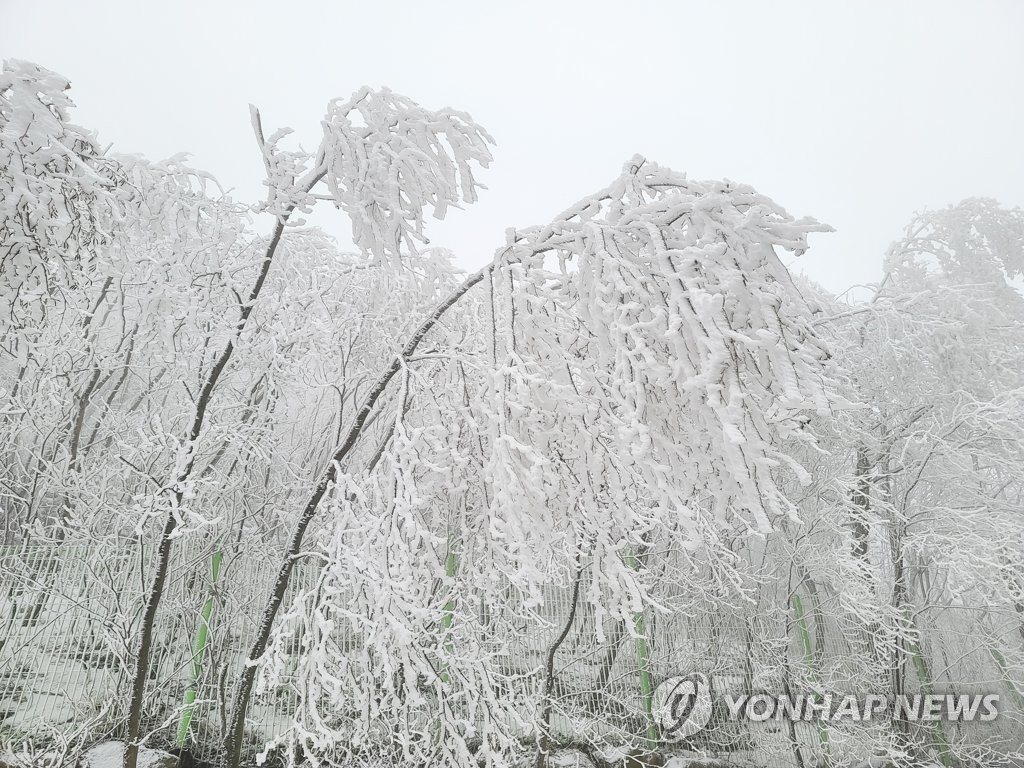 Snowy trees Snowy trees