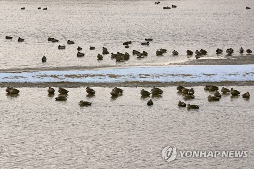 곡교천에 내려앉은 철새들