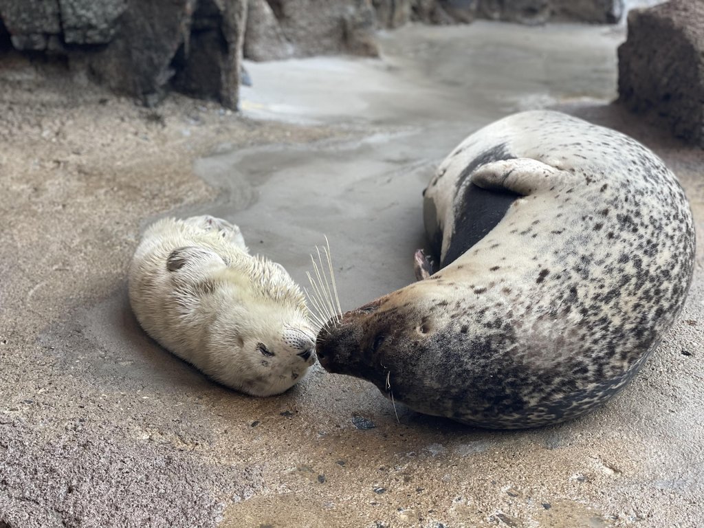 Seal cares for baby Seal cares for baby