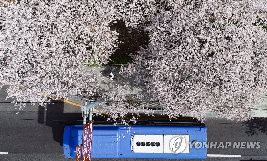 작년 4월 1일 오후 서울 여의도 한강공원 인근에 벚꽃이 만개해 있다. [연합뉴스 자료사진]