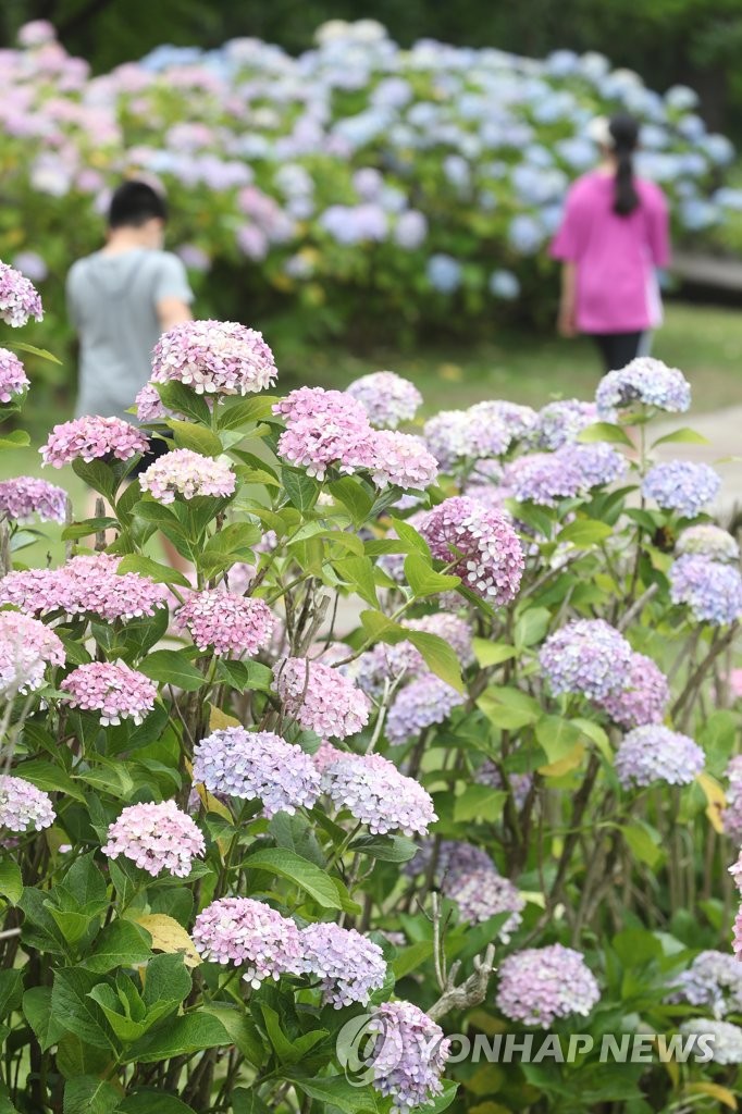 Hortensias en la isla de Jeju Hortensias en la isla de Jeju