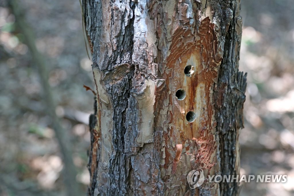 소나무에 뚫은 구멍