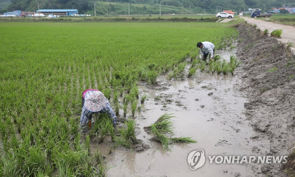 진흙만 남은 못자리