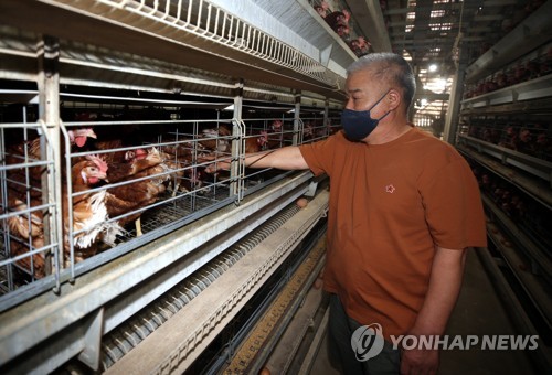 '폭염에 힘들어 하는 닭들'
