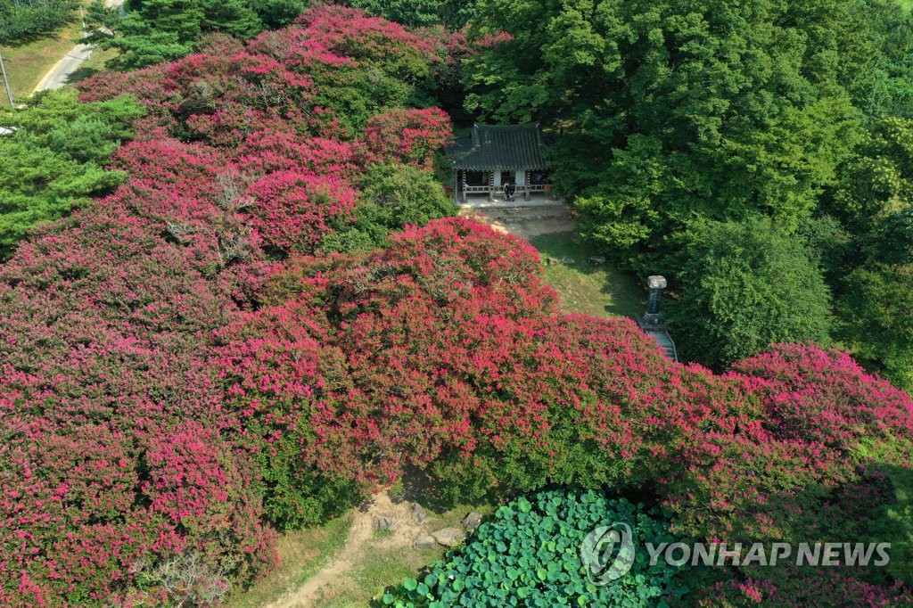 푸른 숲에 핀 붉은 배롱나무꽃