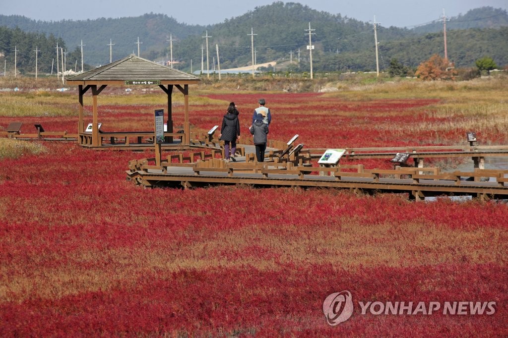 갯벌에 펼쳐진 단풍빛
