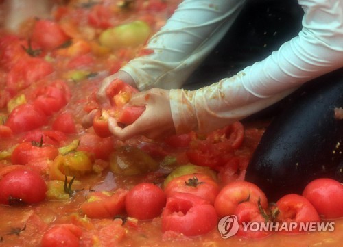 '황금반지를 찾아라' 화천 토마토축제 내달 3일 개막