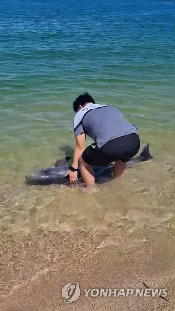 해변으로 밀려 나온 돌고래 구조