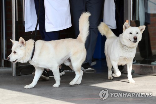 경북대 동물병원서 지내는 풍산개 '곰이'·'송강'