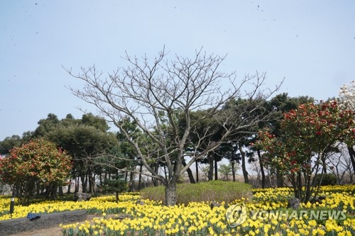 '감사합니다' 4·3유족 심은 노란 수선화 활짝
