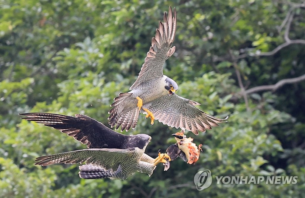 제주매의 팔색조 사냥