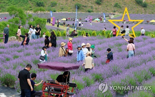 '보랏빛 천국으로 변한 폐광지'…라벤더축제에 2만 인파 몰려