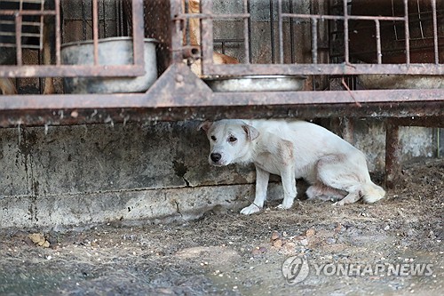 '불법 도축' 도견장서 발견된 개