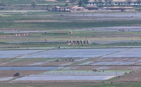 Plantación de arroz en Corea del Norte