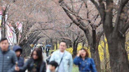 >'여의도봄꽃축제 D-1'…벚꽃길 걷는 관광객들