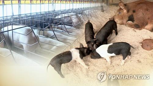 (LEAD) Seoul tightens quarantine against potential swine fever outbreak
