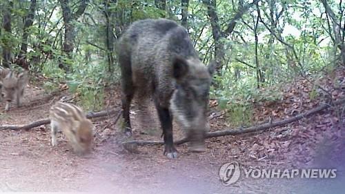 No. of ASF-positive wild boars in S. Korea reaches 95