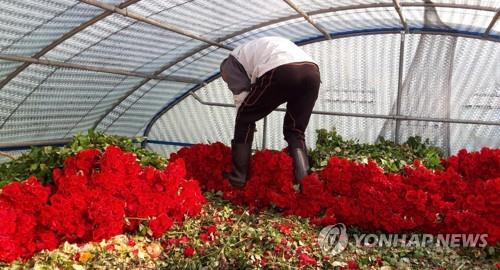 This photo provided flower farmer Kang Jae-hee on Feb. 4, 2020, shows bunches of roses scrapped at Kang's farm in Miryang due to lack of demand. (PHOTO NOT FOR SALE) (Yonhap)