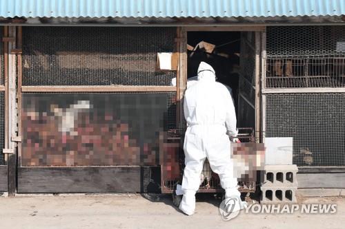 Number of chickens dips 4.2 pct in Q3 due to bird flu