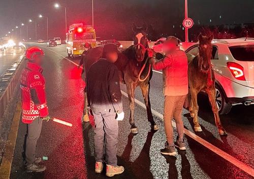 2 equestrian horses caught on Incheon overpass after being loose for hours