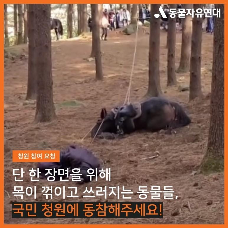 This image provided by the Korean Animal Walfare Association shows a horse falling during filming. (PHOTO NOT FOR SALE) (Yonhap)