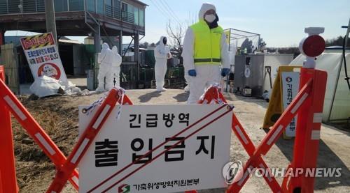Officials block a road leading to a duck farm in the city of Gimje, North Jeolla Province, on Jan. 30, 2022, as a suspected case of highly pathogenic avian influenza broke out there. (Yonhap)