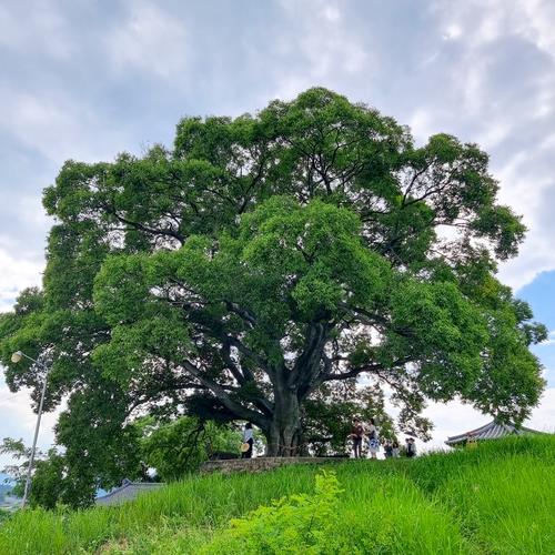 This undated image, provided by the city government of Changwon, shows a 500-year-old hackberry tree featured in popular Netflix series "Extraordinary Attorney Woo." (PHOTO NOT FOR SALE) (Yonhap)