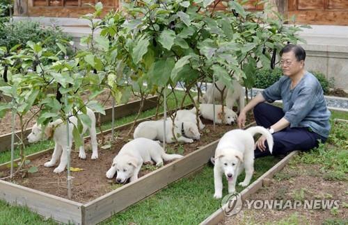 Moon said to ask for discussions on return of 3 N.K. dogs to state