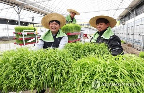 Profit from rice farming tumbles nearly 40 percent on increased costs
