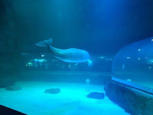 Esta fotografía de archivo muestra una ballena beluga.  (Yonhap) 