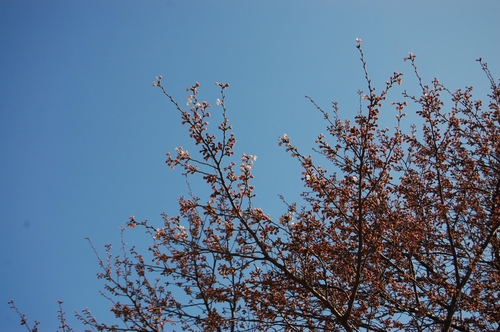 ソウルで桜の開花宣言　昨年より１１日遅れ平年より４日早く