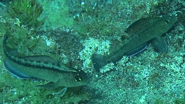 해양산성화 환경에서 번식이 빠를 것으로 예상되는 청베도라치류 물고기[출처: 호주 애들레이드 대학]