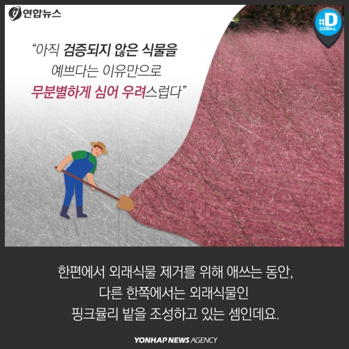 [카드뉴스] '핑크뮬리' 밭 전국에 확대…"생태계 교란 우려" 목소리도7