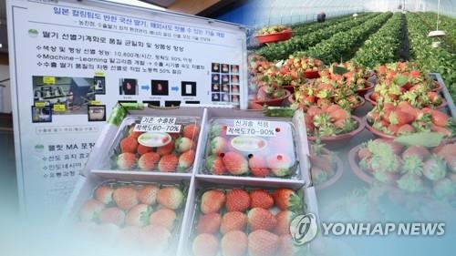 딸기 수출
