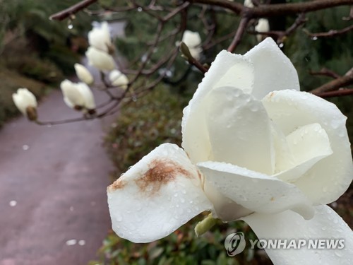 수도권 상춘객 '북적'…남부 봄비속에 깨끗한 대기 즐겨