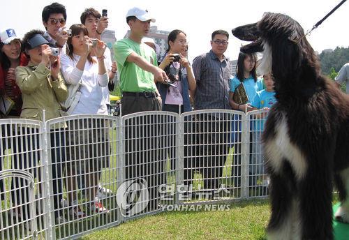 복제견 '리스너피' 관악구에서 만난다