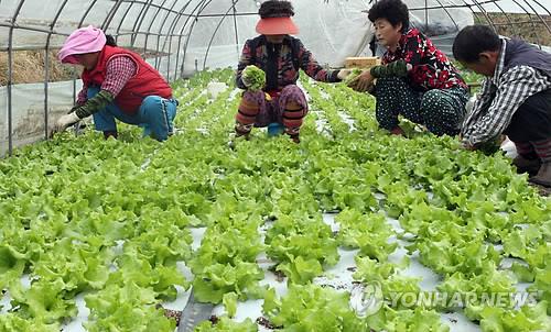 유기농 쌈채소 생산하는 완주 농민들