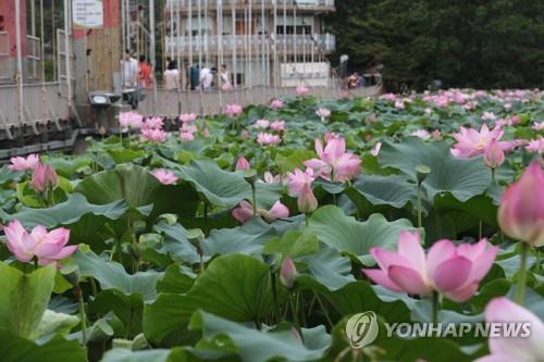 "연꽃 보러 가세"…전주 덕진공원서 13∼14일 문화제