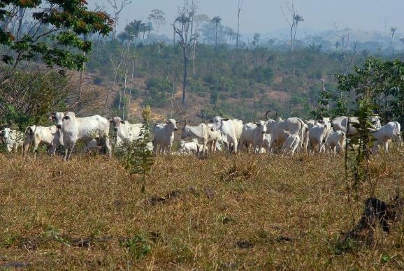 아마존 열대우림에서 사육되는 가축들 [국영 뉴스통신 아젠시아 브라질]