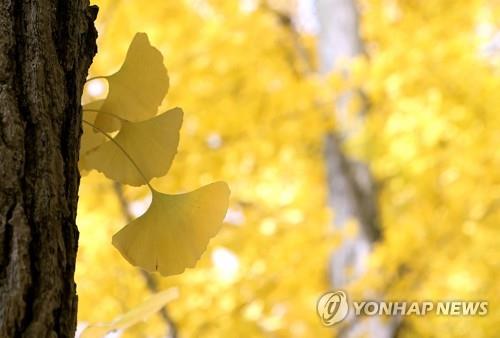 재개발로 사라질 광주 신가마을서 마지막 은행나무 축제