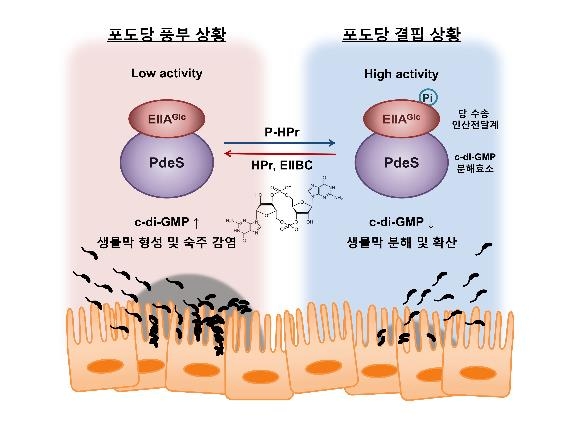 서울대 연구팀, 당에 의한 생물막 형성 조절 원리 규명
