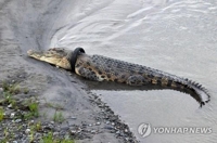 인니, 바다악어 목에 낀 타이어 제거에 포상금 걸어