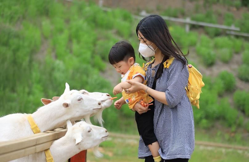 동물농장에서 한 어린이가 염소에게 홍당무를 먹이고 있다. [사진/성연재 기자]