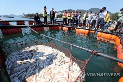 적조 피해 본 해상 가두리 양식장