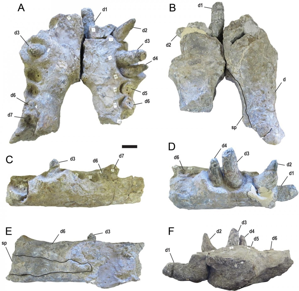 D.리오그란덴시스 이빨 화석 