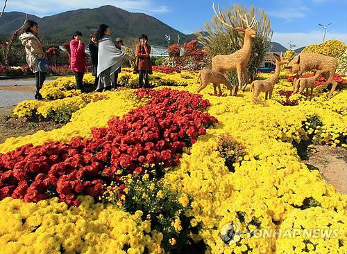 거제섬꽃축제 축소…가을꽃 전시하고 공연·체험행사는 취소 | 연합뉴스